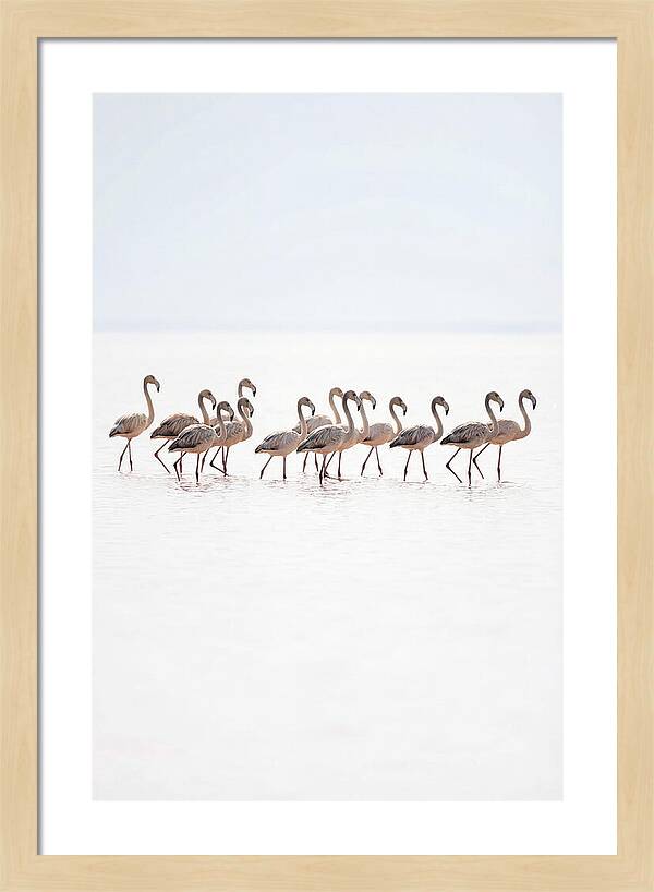 Flock Of Flamingos In Shallow Water