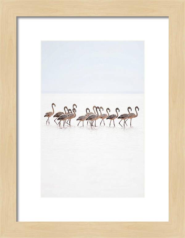 Flock Of Flamingos In Shallow Water