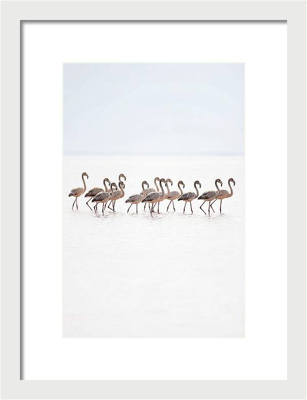 Flock Of Flamingos In Shallow Water