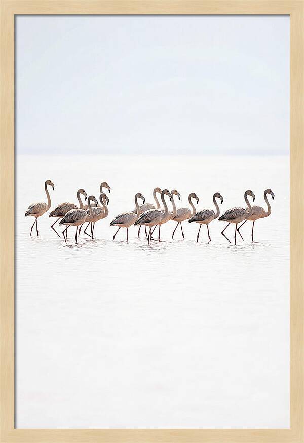 Flock Of Flamingos In Shallow Water