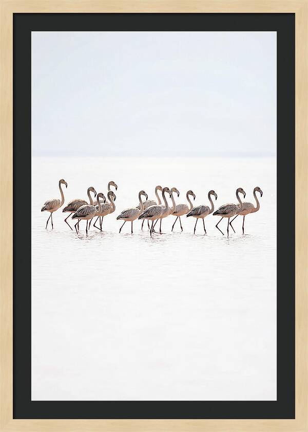 Flock Of Flamingos In Shallow Water