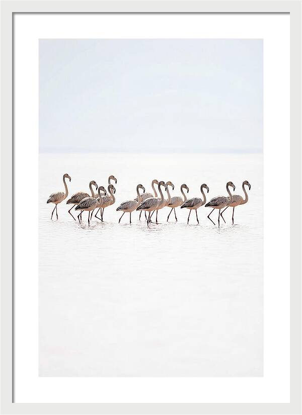 Flock Of Flamingos In Shallow Water