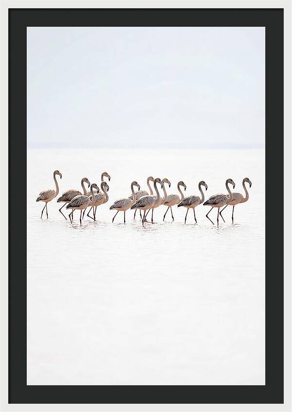 Flock Of Flamingos In Shallow Water