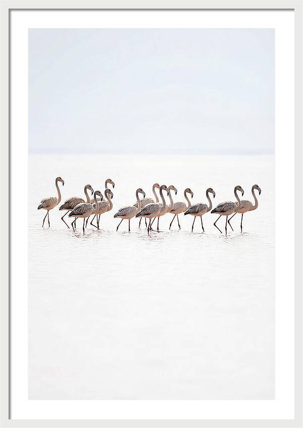 Flock Of Flamingos In Shallow Water