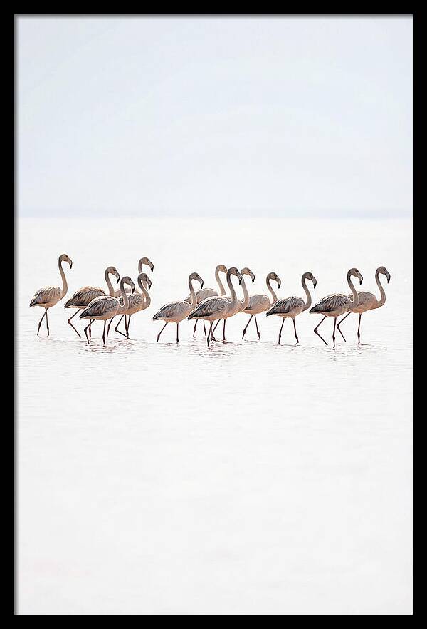 Flock Of Flamingos In Shallow Water