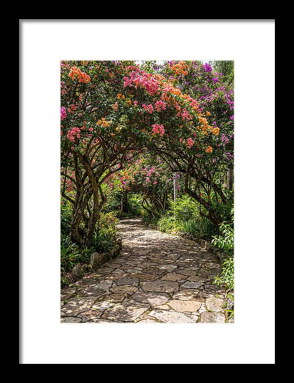 Floral Pathway Under Blossoming Trees