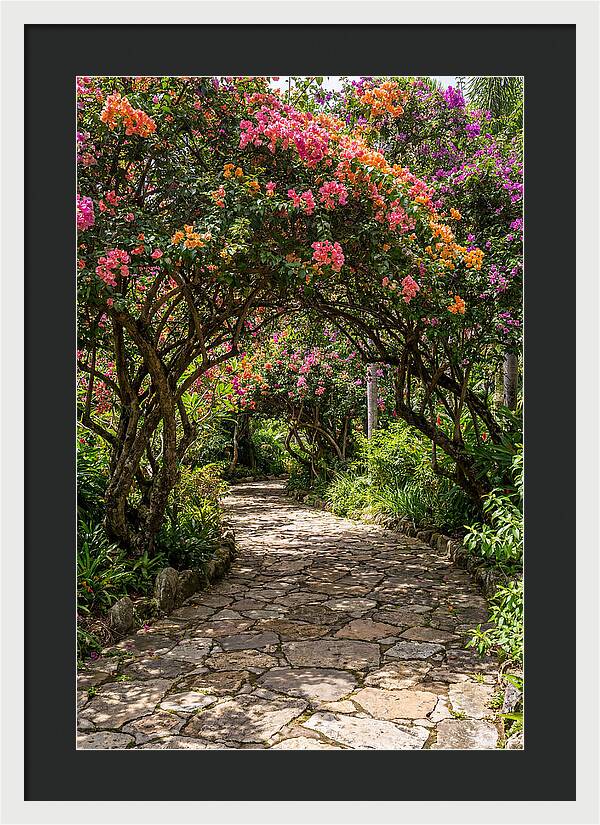 Floral Pathway Under Blossoming Trees