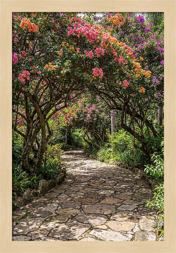 Floral Pathway Under Blossoming Trees