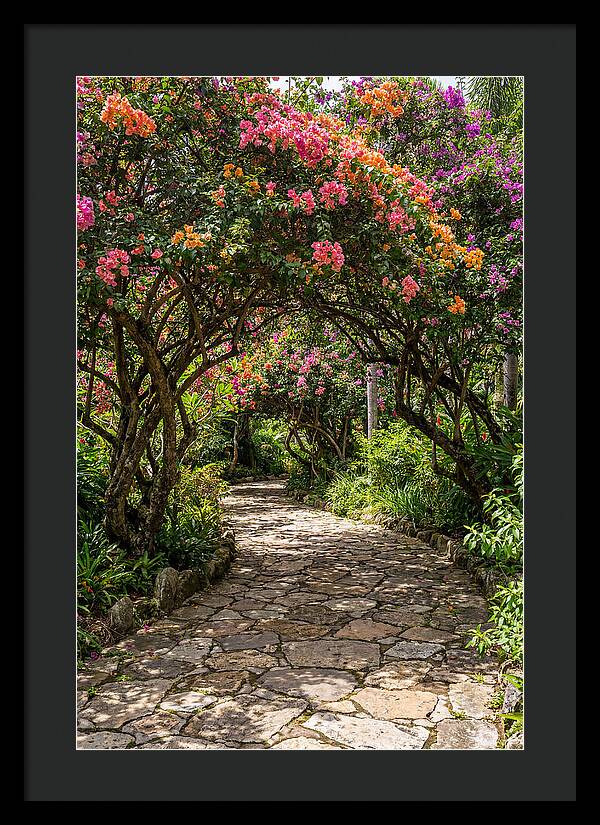 Floral Pathway Under Blossoming Trees