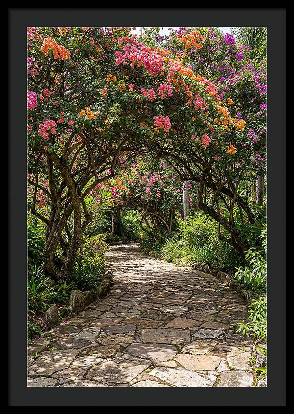 Floral Pathway Under Blossoming Trees