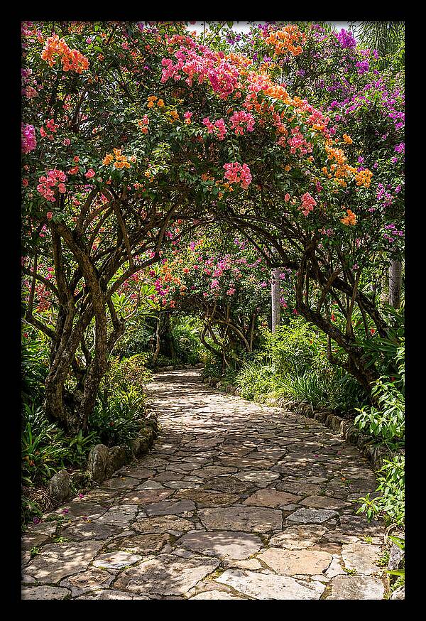 Floral Pathway Under Blossoming Trees