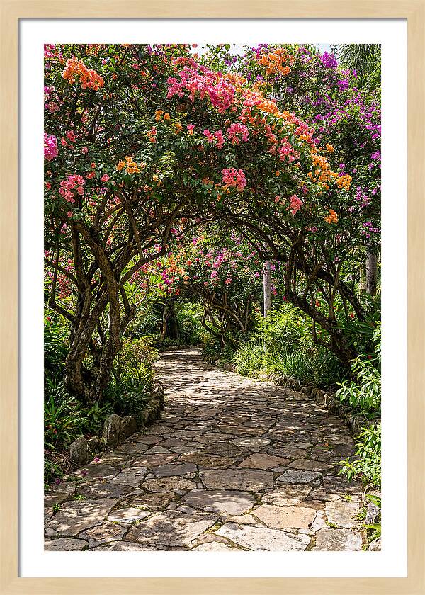Floral Pathway Under Blossoming Trees