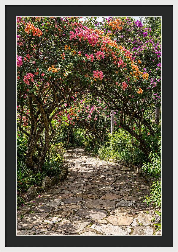 Floral Pathway Under Blossoming Trees