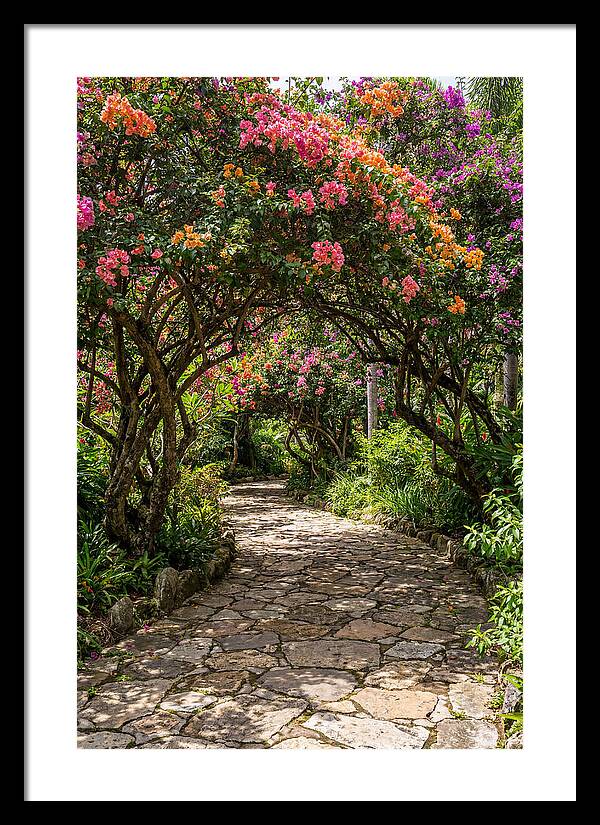 Floral Pathway Under Blossoming Trees