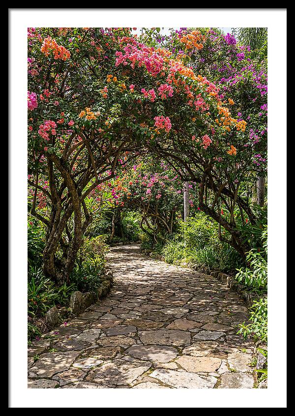 Floral Pathway Under Blossoming Trees