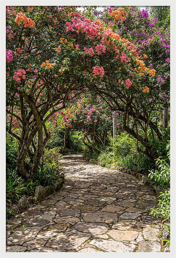 Floral Pathway Under Blossoming Trees