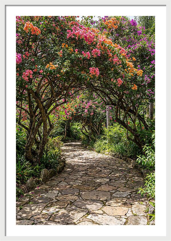 Floral Pathway Under Blossoming Trees