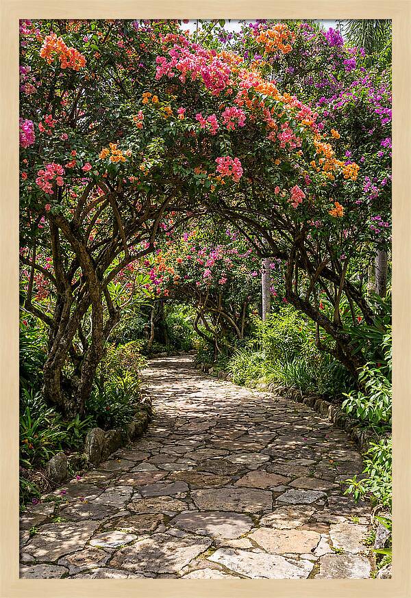 Floral Pathway Under Blossoming Trees
