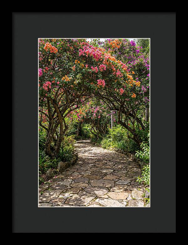 Floral Pathway Under Blossoming Trees