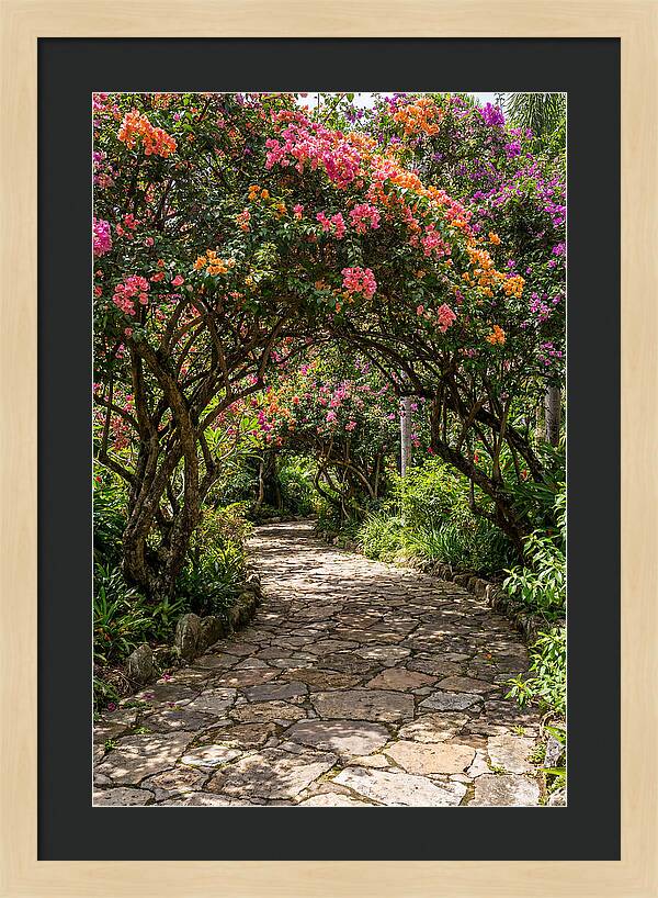 Floral Pathway Under Blossoming Trees
