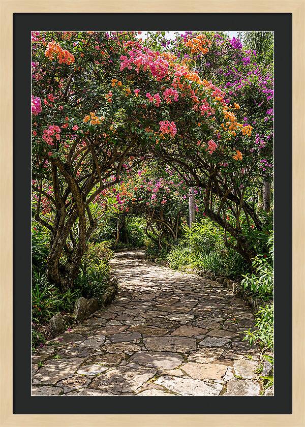 Floral Pathway Under Blossoming Trees