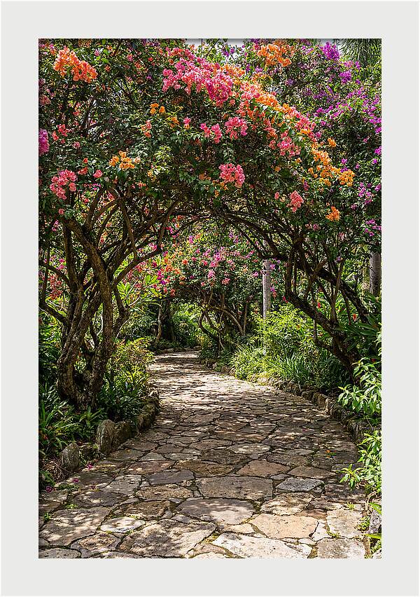Floral Pathway Under Blossoming Trees