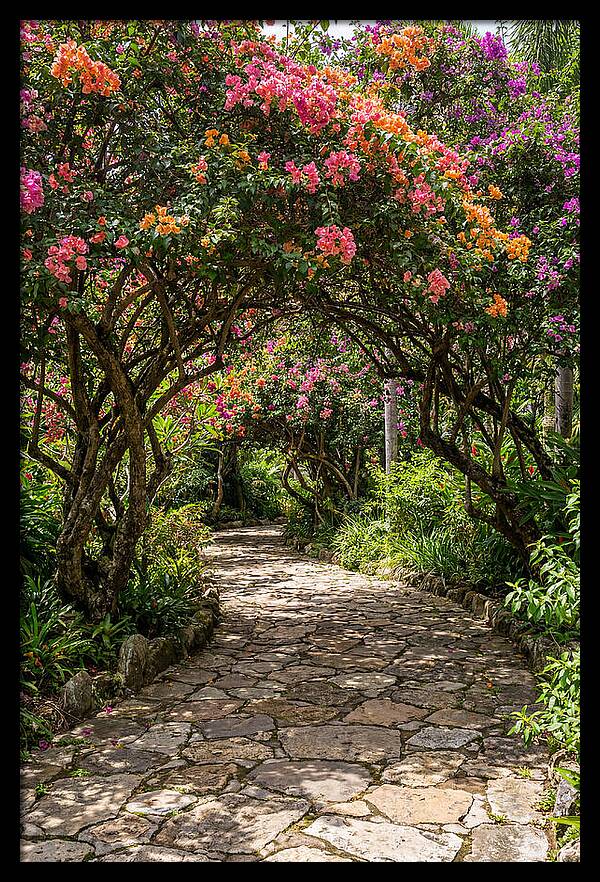 Floral Pathway Under Blossoming Trees