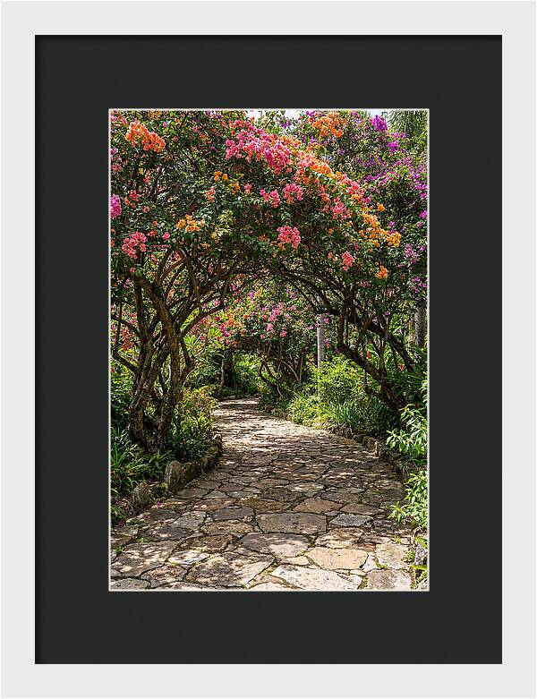 Floral Pathway Under Blossoming Trees