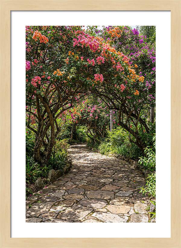 Floral Pathway Under Blossoming Trees