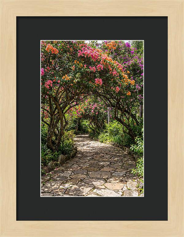 Floral Pathway Under Blossoming Trees