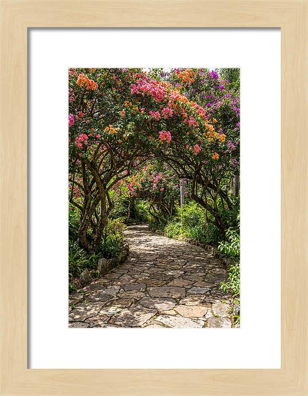 Floral Pathway Under Blossoming Trees