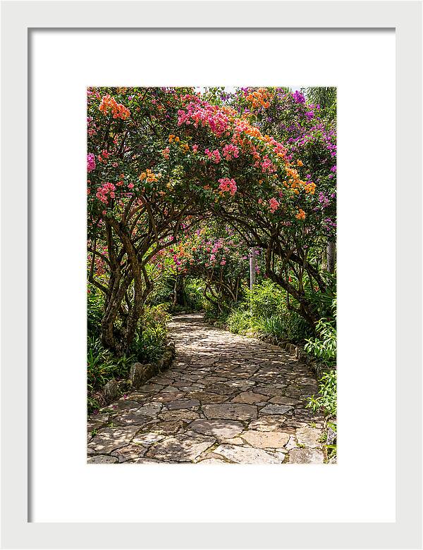 Floral Pathway Under Blossoming Trees