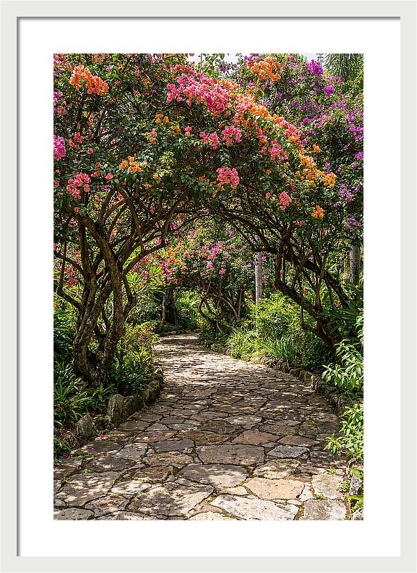 Floral Pathway Under Blossoming Trees