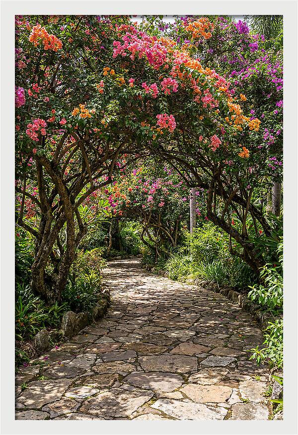 Floral Pathway Under Blossoming Trees