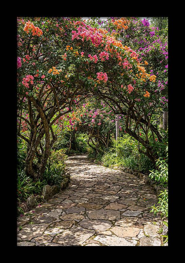 Floral Pathway Under Blossoming Trees