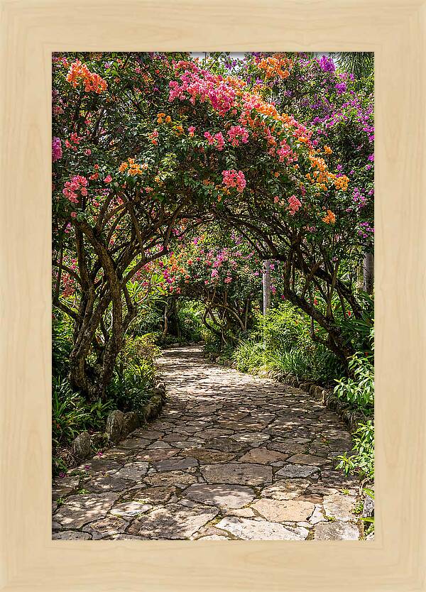 Floral Pathway Under Blossoming Trees