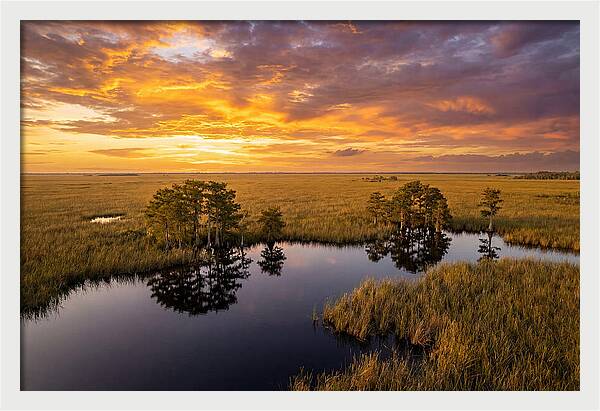 Florida Everglades At Golden Hour