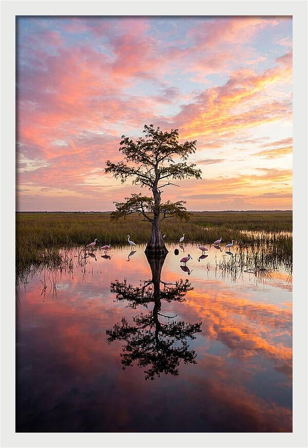 Florida Everglades Sunrise Reflection