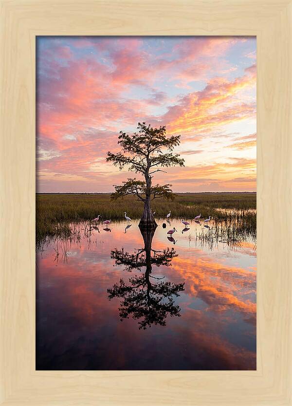 Florida Everglades Sunrise Reflection