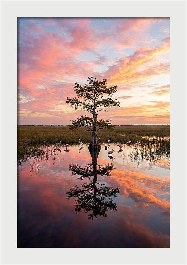 Florida Everglades Sunrise Reflection