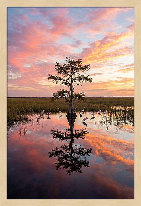 Florida Everglades Sunrise Reflection