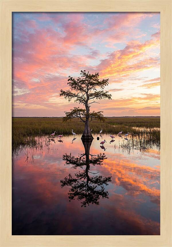 Florida Everglades Sunrise Reflection