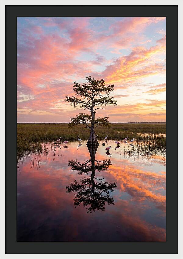 Florida Everglades Sunrise Reflection