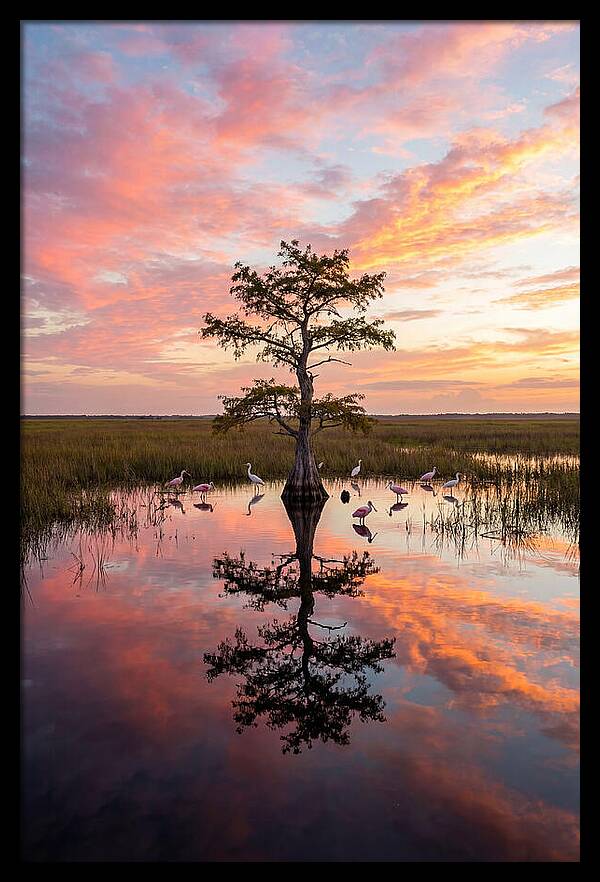 Florida Everglades Sunrise Reflection