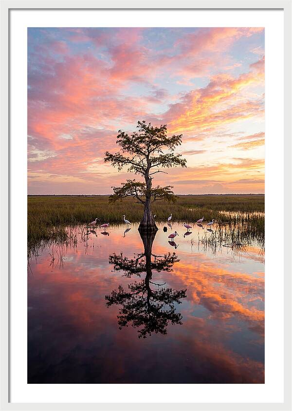 Florida Everglades Sunrise Reflection