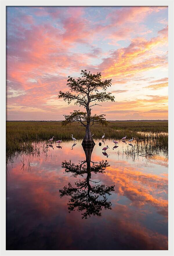 Florida Everglades Sunrise Reflection