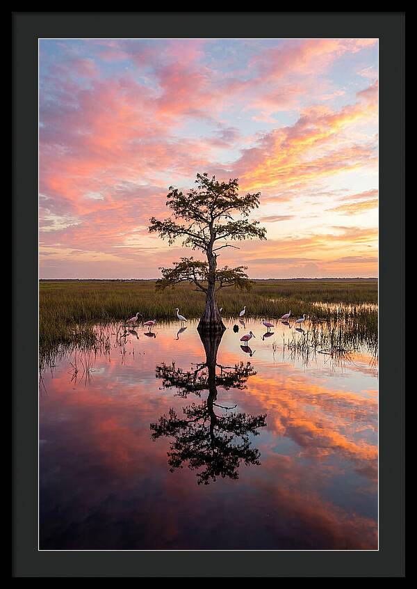 Florida Everglades Sunrise Reflection