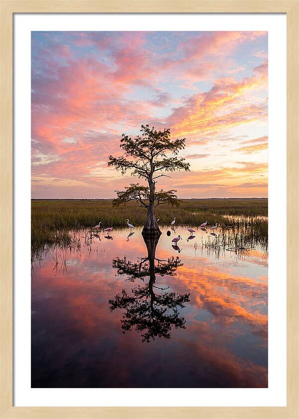 Florida Everglades Sunrise Reflection