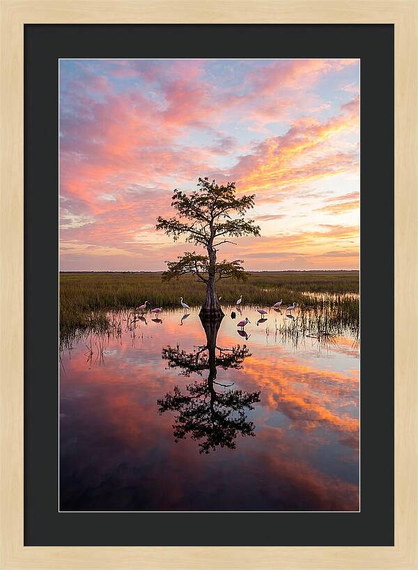 Florida Everglades Sunrise Reflection