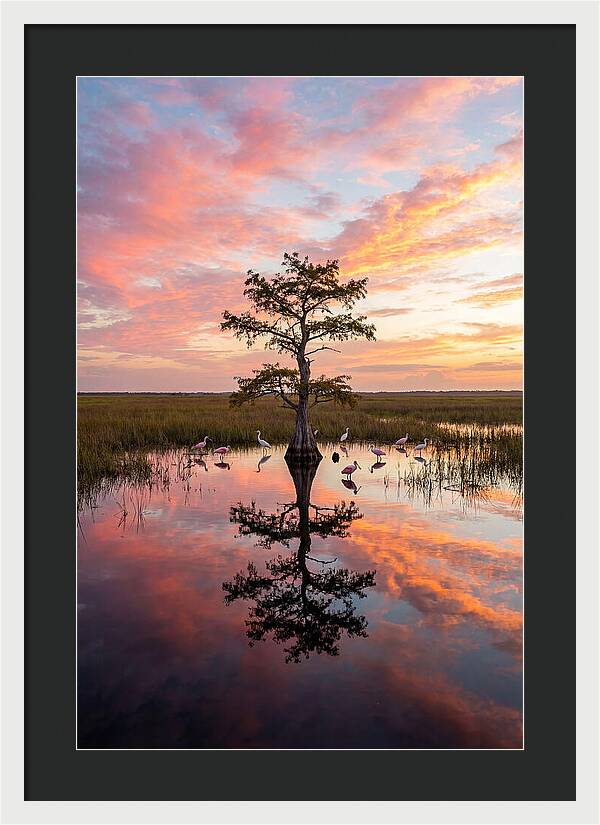 Florida Everglades Sunrise Reflection
